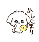 【犬の日】愛犬♡マルチーズ★ご挨拶（個別スタンプ：3）