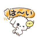 【犬の日】愛犬♡マルチーズ★ご挨拶（個別スタンプ：4）