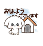 【犬の日】愛犬♡マルチーズ★ご挨拶（個別スタンプ：9）