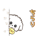 【犬の日】愛犬♡マルチーズ★ご挨拶（個別スタンプ：23）