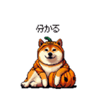 ハロウィンを楽しむ太っちょ柴犬（個別スタンプ：16）