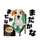 チョキペタビスタンプ7（個別スタンプ：10）