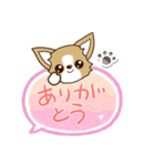 『チワワ 犬スタンプ』吹き出し（個別スタンプ：5）