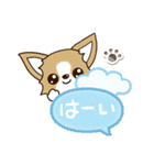 『チワワ 犬スタンプ』吹き出し（個別スタンプ：12）