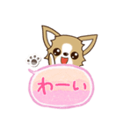 『チワワ 犬スタンプ』吹き出し（個別スタンプ：17）