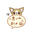 『チワワ 犬スタンプ』吹き出し（個別スタンプ：21）