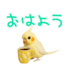 オカメインコの日常。（個別スタンプ：1）
