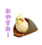 オカメインコの日常。（個別スタンプ：2）