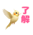 オカメインコの日常。（個別スタンプ：3）