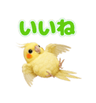 オカメインコの日常。（個別スタンプ：5）
