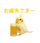 オカメインコの日常。（個別スタンプ：6）