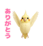 オカメインコの日常。（個別スタンプ：7）