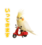 オカメインコの日常。（個別スタンプ：8）