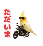 オカメインコの日常。（個別スタンプ：9）