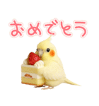 オカメインコの日常。（個別スタンプ：10）