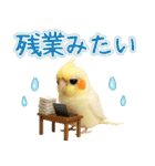 オカメインコの日常。（個別スタンプ：11）