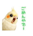 オカメインコの日常。（個別スタンプ：12）