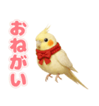オカメインコの日常。（個別スタンプ：14）