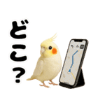 オカメインコの日常。（個別スタンプ：17）