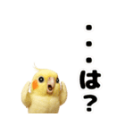オカメインコの日常。（個別スタンプ：18）