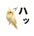 オカメインコの日常。（個別スタンプ：19）