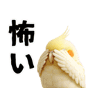 オカメインコの日常。（個別スタンプ：20）