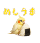 オカメインコの日常。（個別スタンプ：23）