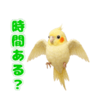 オカメインコの日常。（個別スタンプ：25）