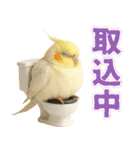 オカメインコの日常。（個別スタンプ：27）