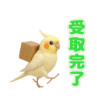 オカメインコの日常。（個別スタンプ：28）