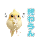 オカメインコの日常。（個別スタンプ：30）