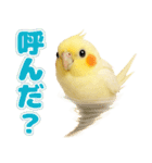 オカメインコの日常。（個別スタンプ：31）