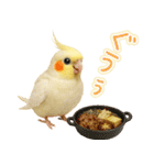 オカメインコの日常。（個別スタンプ：34）