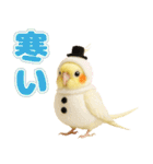 オカメインコの日常。（個別スタンプ：35）