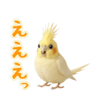 オカメインコの日常。（個別スタンプ：36）