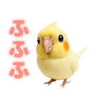 オカメインコの日常。（個別スタンプ：37）