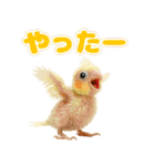 オカメインコの日常。（個別スタンプ：38）