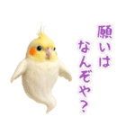 オカメインコの日常。（個別スタンプ：39）