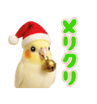オカメインコの日常。（個別スタンプ：40）