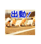 爆走ハイハイ（個別スタンプ：9）