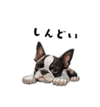 毎日使える大人可愛いボストンテリア（個別スタンプ：3）