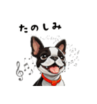 毎日使える大人可愛いボストンテリア（個別スタンプ：5）