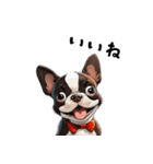 毎日使える大人可愛いボストンテリア（個別スタンプ：9）