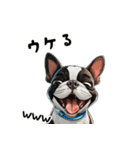毎日使える大人可愛いボストンテリア（個別スタンプ：10）