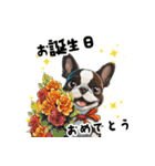 毎日使える大人可愛いボストンテリア（個別スタンプ：12）