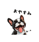 毎日使える大人可愛いボストンテリア（個別スタンプ：16）