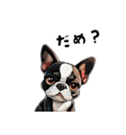 毎日使える大人可愛いボストンテリア（個別スタンプ：20）