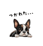 毎日使える大人可愛いボストンテリア（個別スタンプ：21）