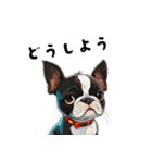 毎日使える大人可愛いボストンテリア（個別スタンプ：24）