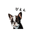 毎日使える大人可愛いボストンテリア（個別スタンプ：27）